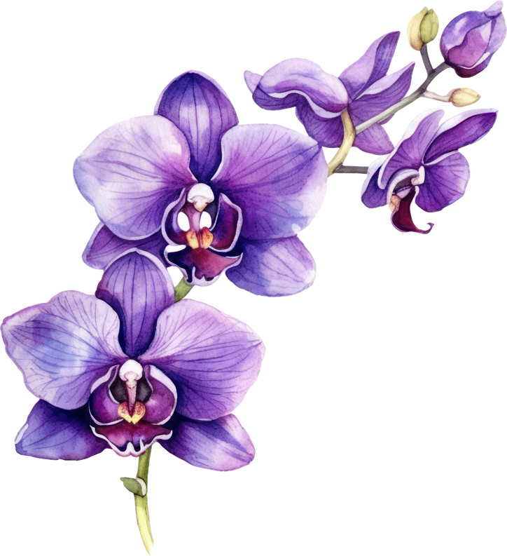 Purple Orchid flower watercolor illustration